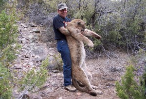 2000s4a 300x203 Leeder Hunting, Nevada Mt.Lion